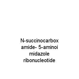 N-succinocarboxamide- 5-aminoimidazole ribonucleotide